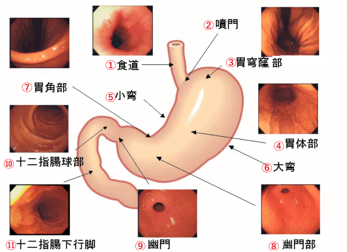 胃 十二指腸 の各部位と名前を知ろう 総合健診推進センター